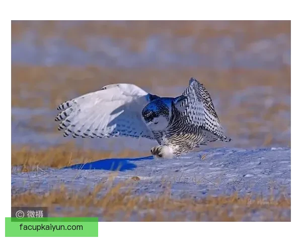 芬兰球迷雪鸮军团持续提升支持力度，助力球队备战新赛季